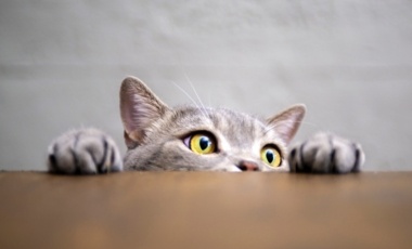 159bcbfb9287-Texte_Animal-au-bureau_1000X800.jpg